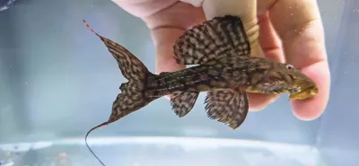 L079 Slender Cactus Pleco - (Pseudacanthicus sp.)