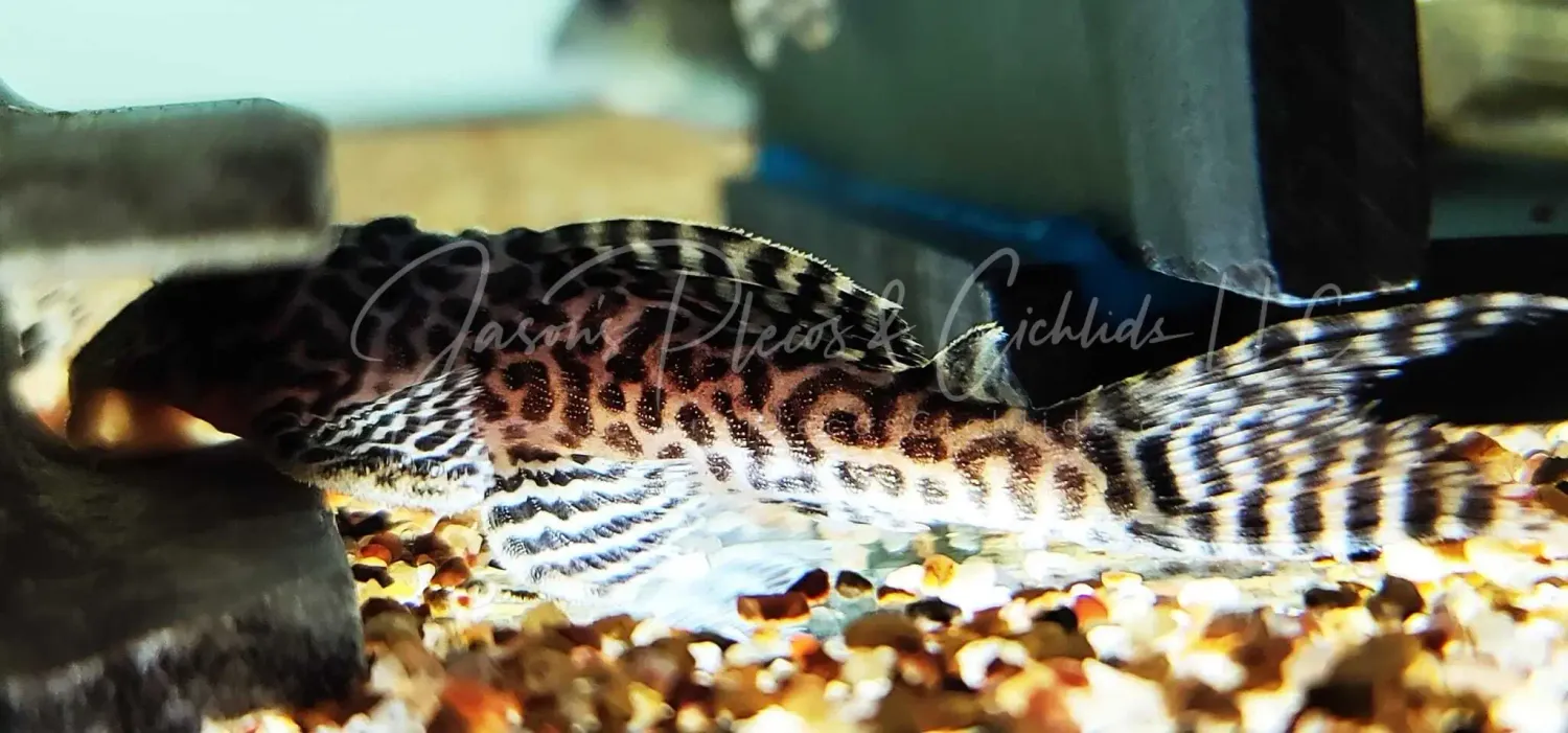 L173b Thinstriped Zebra Pleco Glaser - (Hypancistrus sp.)