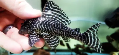 L401 Rio Curua Pleco - (Hypancistrus sp.)
