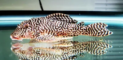 L401 Rio Curua Pleco - (Hypancistrus sp.)