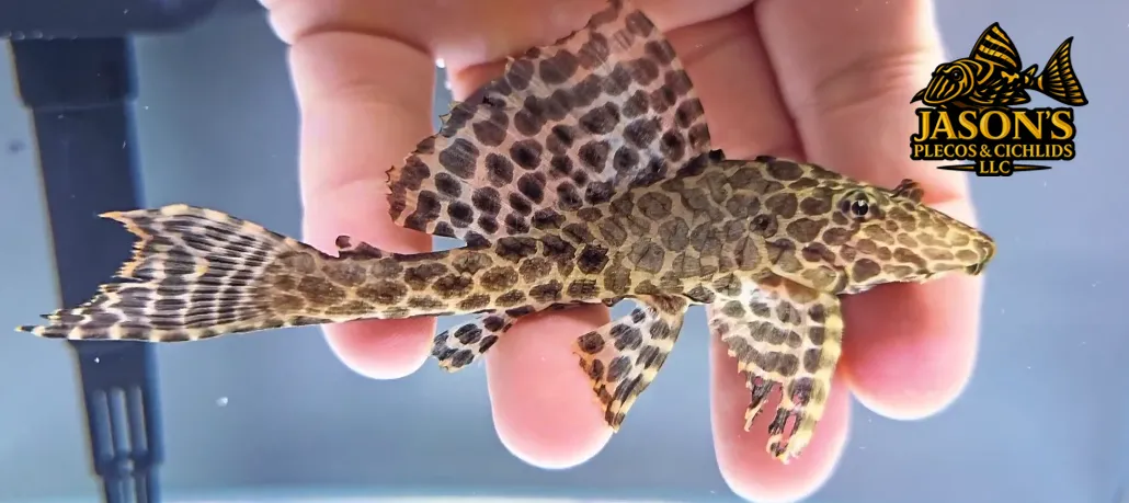 L165 Sail Fin Pleco - (Pterygoplichthys gibbiceps)