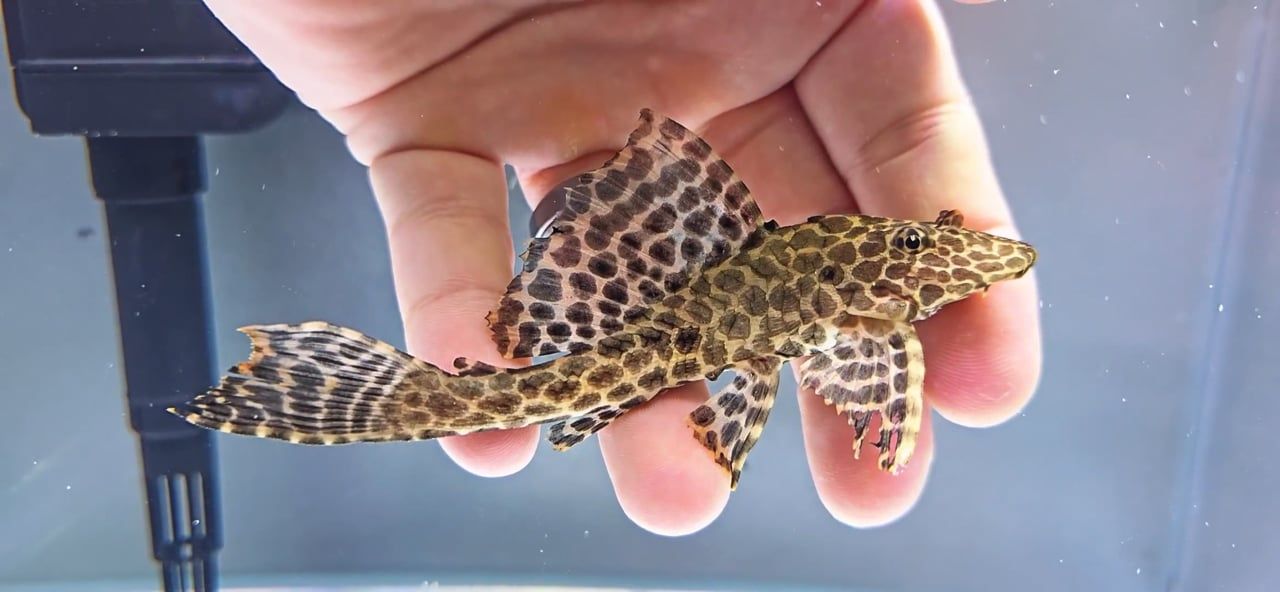 L165 Sail Fin Pleco - (Pterygoplichthys gibbiceps)