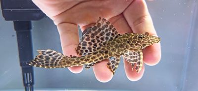 L165 Sail Fin Pleco - (Pterygoplichthys gibbiceps)
