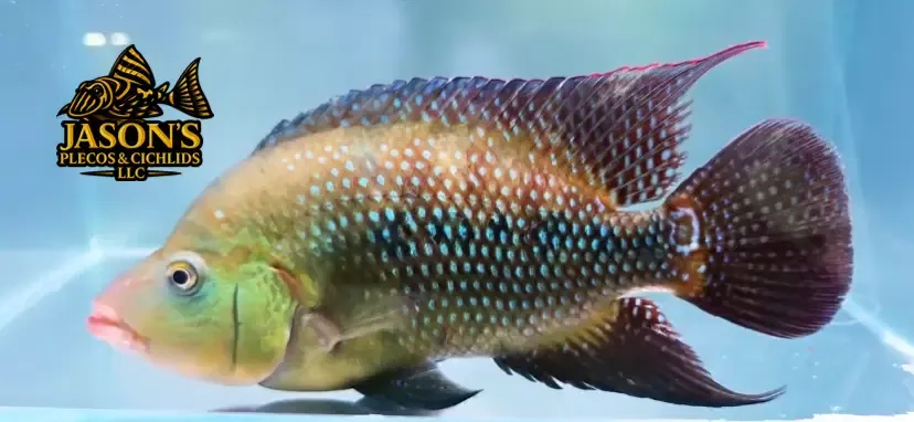 Red Terror Cichlid/Festae Cichlid - (Mesoheros festae)