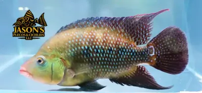 Red Terror Cichlid/Festae Cichlid - (Mesoheros festae) Red Terror Cichlid/Festae Cichlid - (Mesoheros festae)