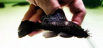 L183 Starlight Bristlenose Pleco - (Ancistrus dolichopterus)