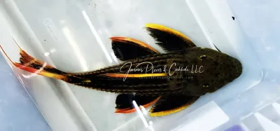 L025 Scarlet Cactus Pleco - (Pseudacanthicus pirarara) Super Red