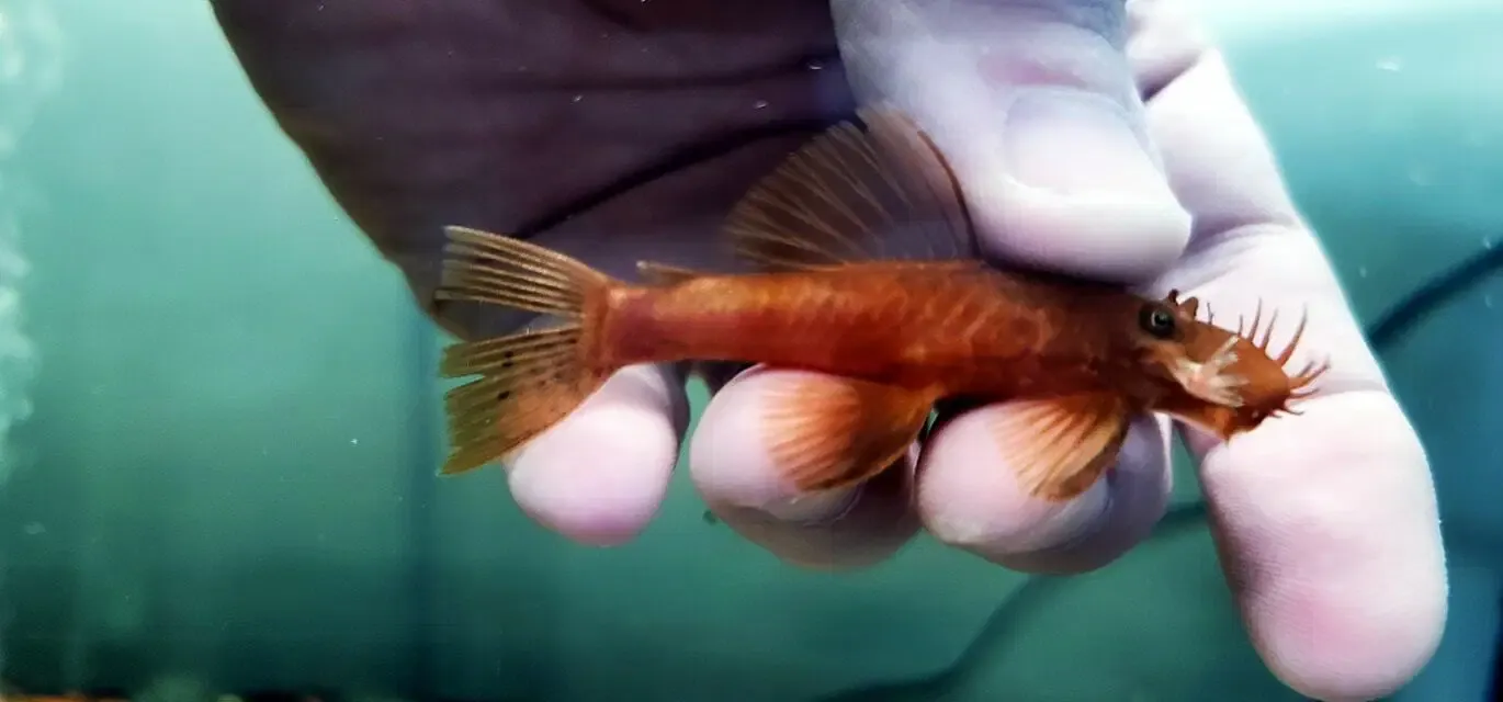 Super Red Bristlenose Pleco - (Ancistrus cf. cirrhosus) Pair