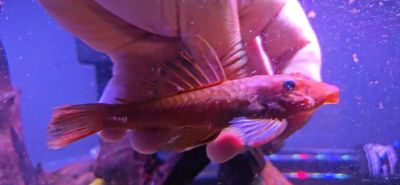 Super Red Bristlenose Pleco - (Ancistrus cf. cirrhosus) Pair