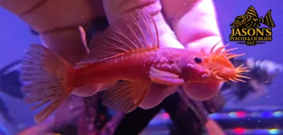 Super Red Bristlenose Pleco - (Ancistrus cf. cirrhosus) Pair