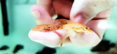 Super Red Longfin Bristlenose Pleco - (Ancistrus cf. cirrhosus)