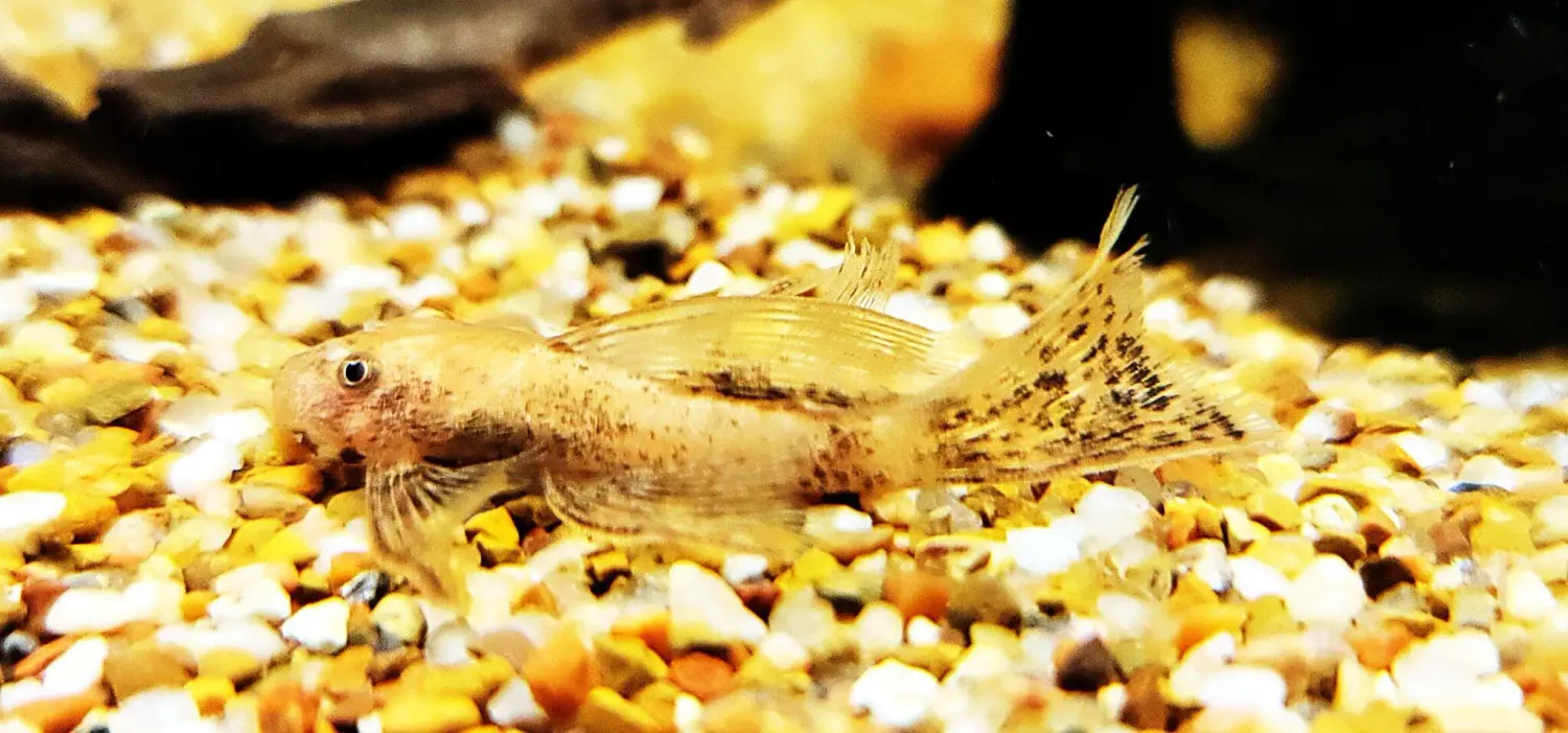 Super Red Longfin Bristlenose Pleco - (Ancistrus cf. cirrhosus)