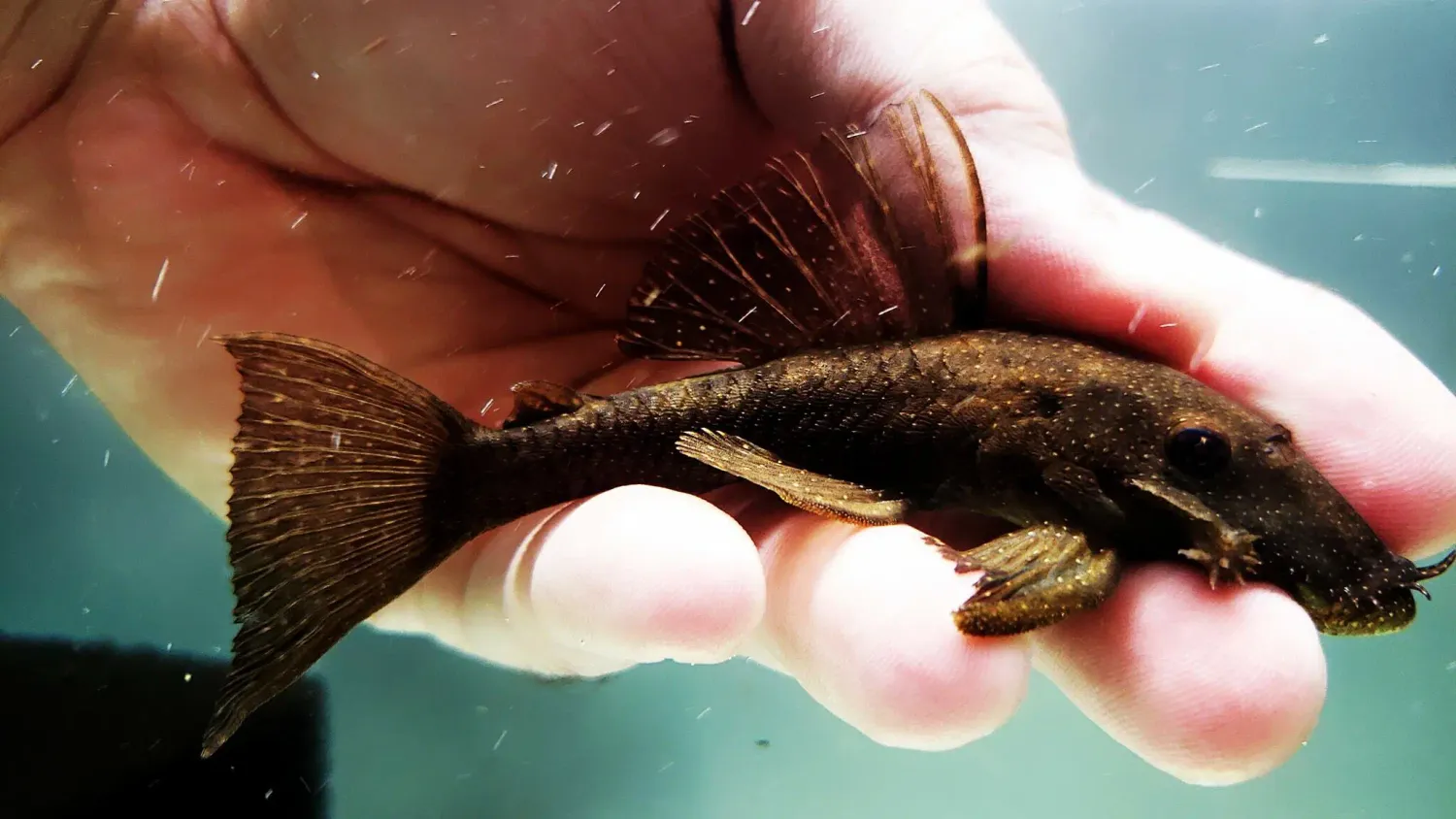 Ucayali Orange Spot Bristlenose - (Ancistrus sp. `RIO UCAYALI`)