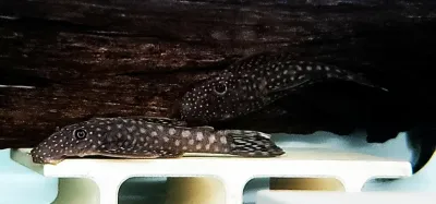 Ucayali Orange Spot Bristlenose - (Ancistrus sp. `RIO UCAYALI`)