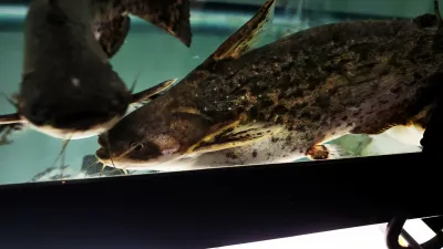 Fisher's Woodcat - (Trachelyopterus fisheri)