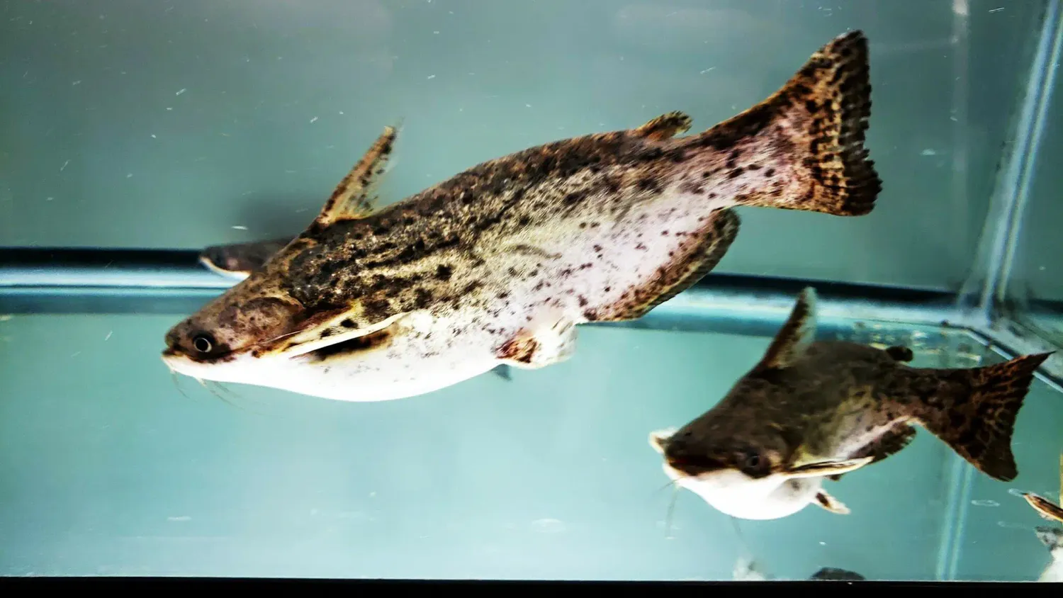 Fisher's Woodcat - (Trachelyopterus fisheri)