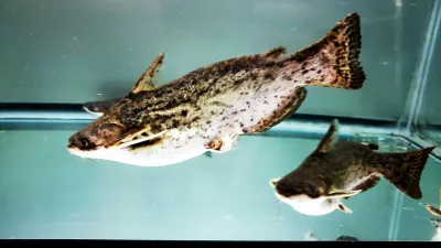 Fisher's Woodcat - (Trachelyopterus fisheri)