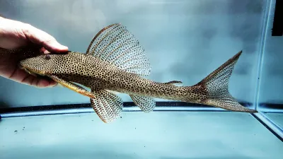 Isorineloricaria tenuicauda