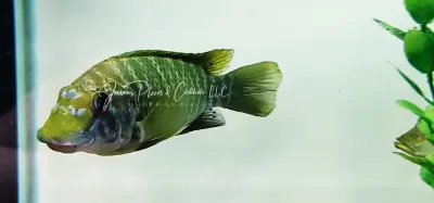 Petrochromis Macrognathus Moshi