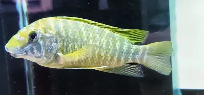 Petrochromis Macrognathus Moshi Petrochromis Macrognathus Moshi