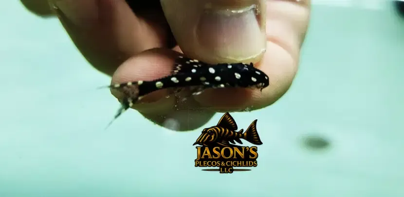 Polka Dot Lyre Tail Pleco - (Acanthicus adonis)