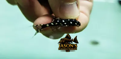 Polka Dot Lyre Tail Pleco - (Acanthicus adonis)