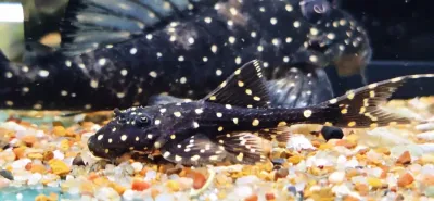 Polka Dot Lyre Tail Pleco - (Acanthicus adonis)