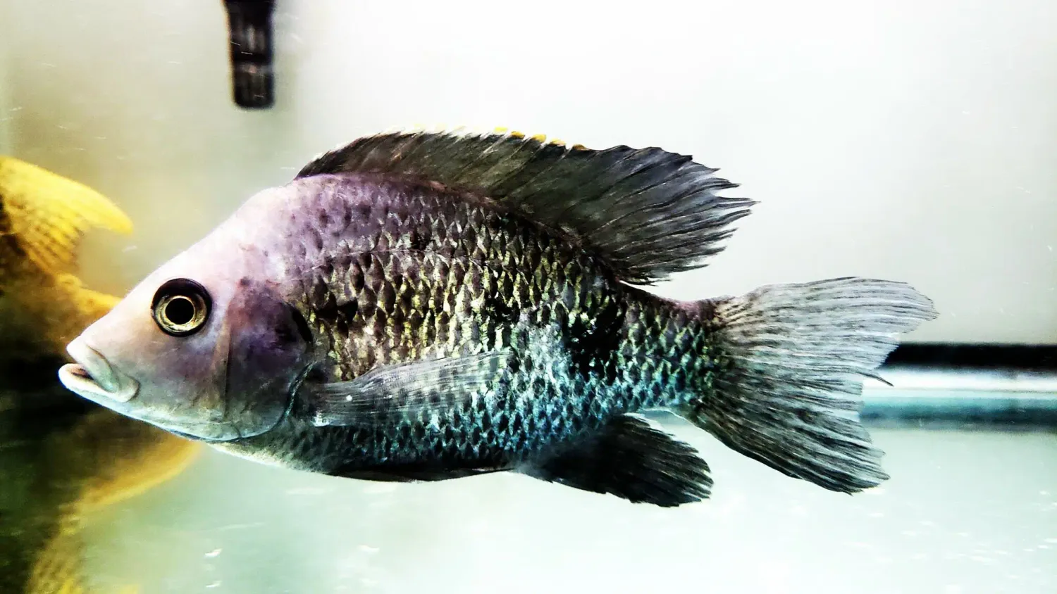 Ptychochromis oligacanthus