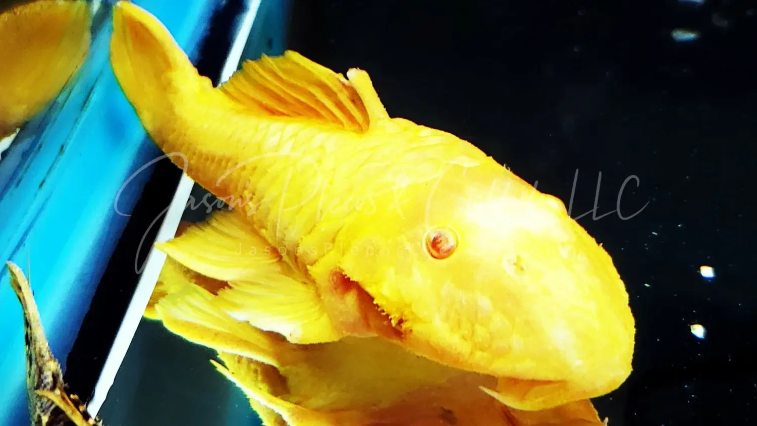 Albino Chubby Pleco - (Parancistrus aurantiacus)