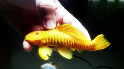 Albino Chubby Pleco - (Parancistrus aurantiacus)