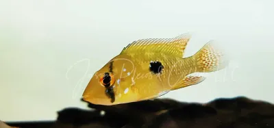 Pearl Cichlid - (Geophagus brasiliensis)