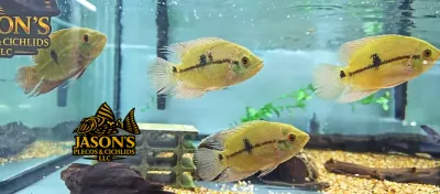 Chocolate Cichlid - (Hypselecara temporalis)