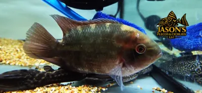 Chocolate Cichlid - (Hypselecara temporalis)