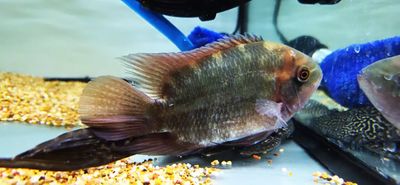 Chocolate Cichlid - (Hypselecara temporalis)