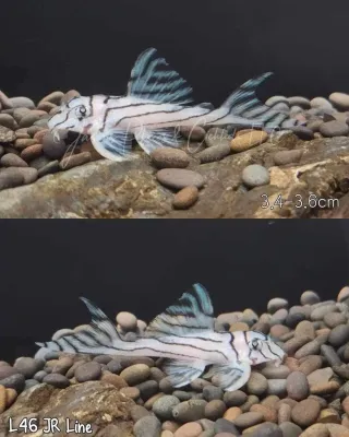 L046 Zebra Pleco JR Line - (Hypancistrus zebra)