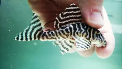 L333 King Tiger Pleco/Maze Zebra Pleco - (Hypancistrus Seideli) Breeding Group