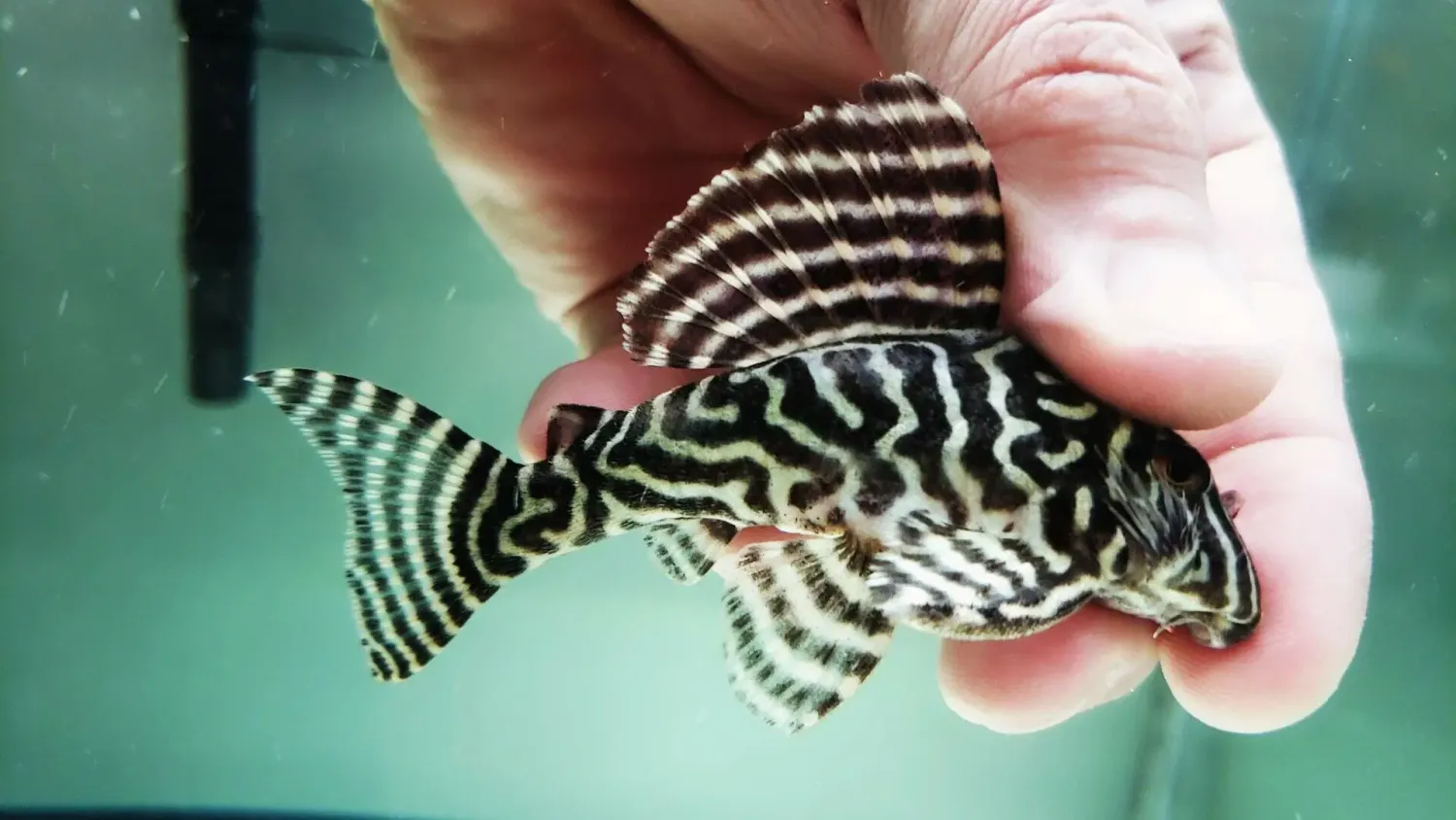 L333 King Tiger Pleco/Maze Zebra Pleco - (Hypancistrus Seideli) Breeding Group