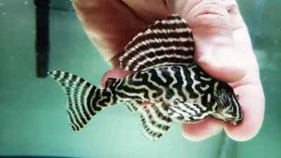 L333 King Tiger Pleco/Maze Zebra Pleco - (Hypancistrus Seideli) Breeding Group
