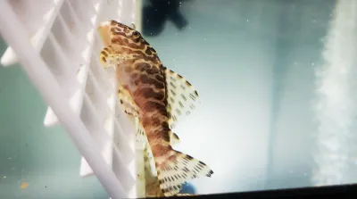 L134 Leopard Frog Pleco - (Peckoltia compta) Breeding Group