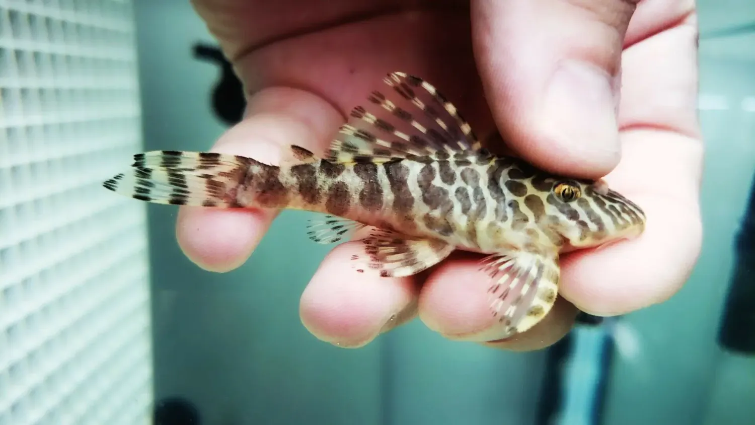 L134 Leopard Frog Pleco - (Peckoltia compta) Breeding Group