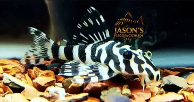 L134 Leopard Frog Pleco - (Peckoltia compta)