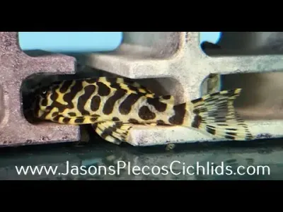 L134 Leopard Frog Pleco - (Peckoltia compta)