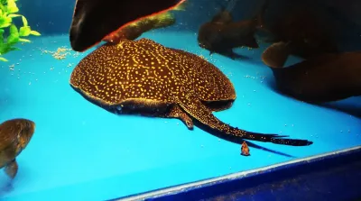 Pearl Stingray - (Potamotrygon Jabuti)