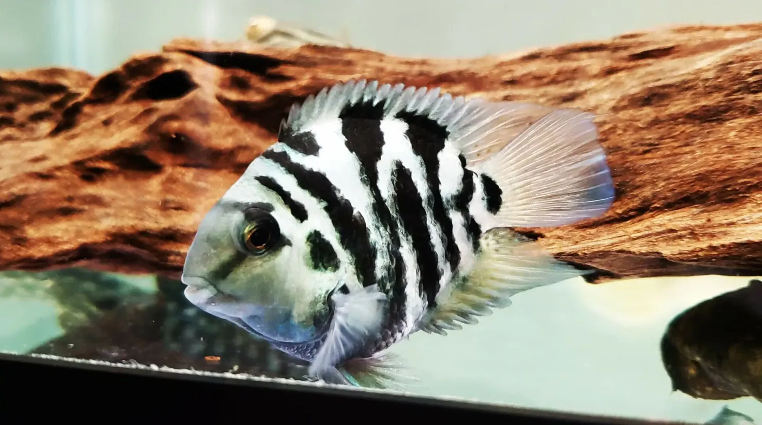 Polar Blue Convict Parrot Cichlid