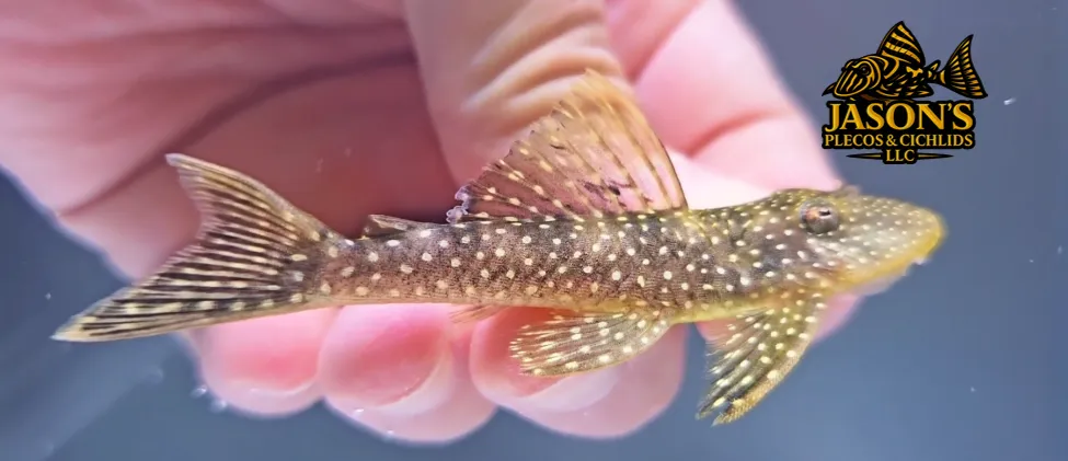 L067 Yellowspotted Stream Pleco - (Pseudancistrus asurini)