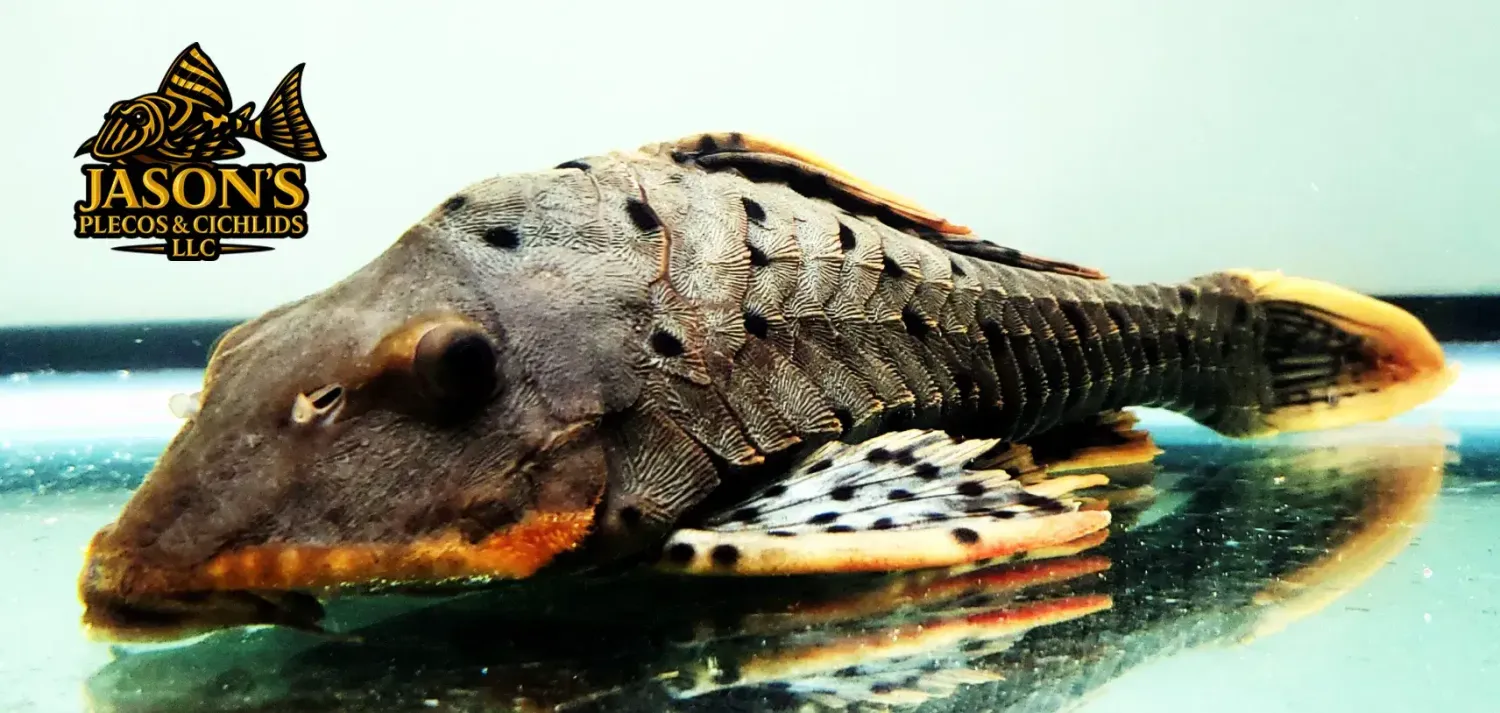 L095 Orange Cheek Pinecone Pleco For Sale Online