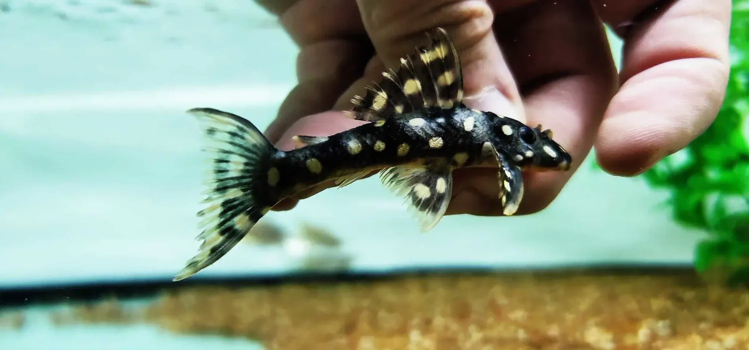 L082 Opal Spot Pleco - (Scobinancistrus raoni)