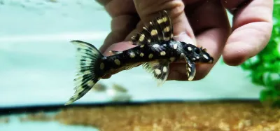 L082 Opal Spot Pleco - (Scobinancistrus raoni)