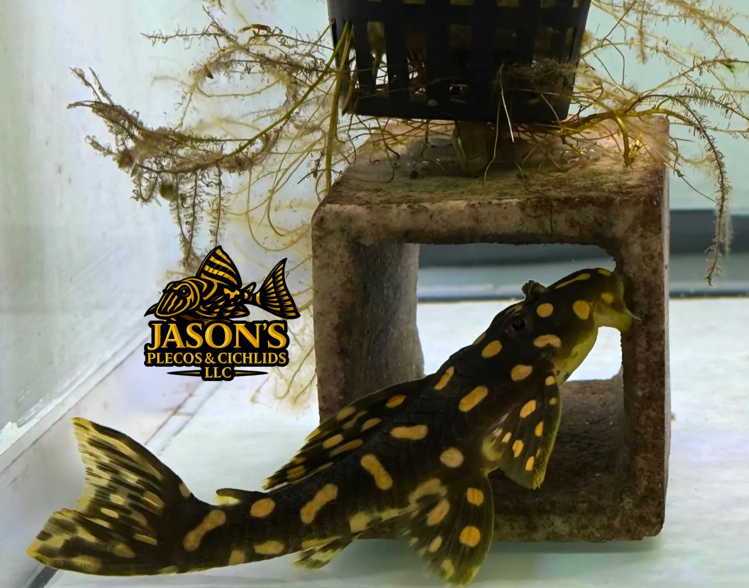 L082 Opal Spot Pleco - (Scobinancistrus raoni)
