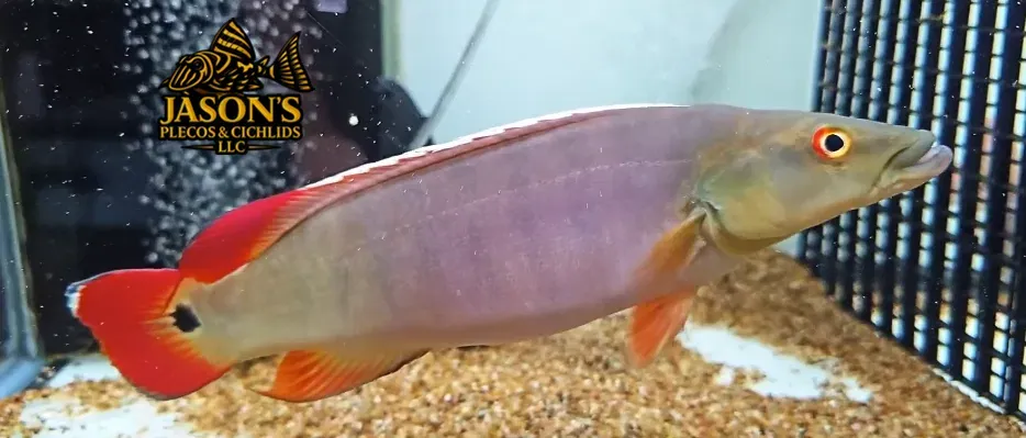 Xingu I Pike Cichlid (Lugubria sp. ‘Xingu I’)